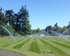 new sod field
