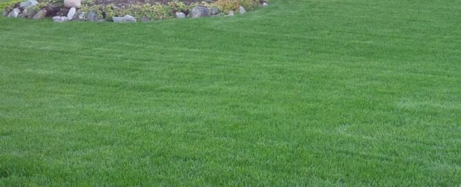 Tall Fescue