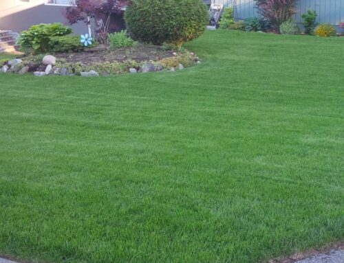 Understanding Grass Types of British Columbia—Expertise by Sod Crew