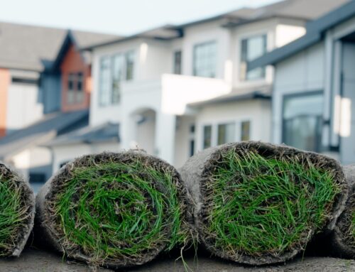The Science of Sod Installation: The Importance of Freshness and Prompt Installation for Root Health