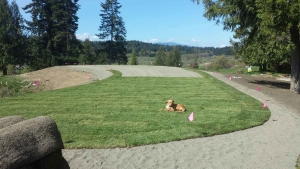 new lawn installation