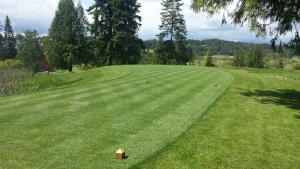 new sod field