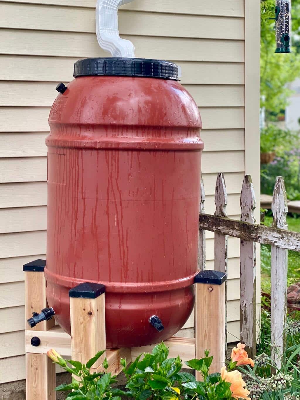 rain barrel collecting water for the garden