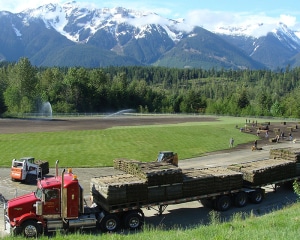 new sod field