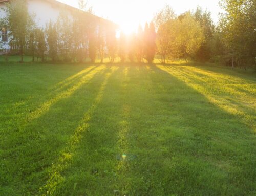 Spring Lawn Care Checklist: Get Your Grass Growing Again